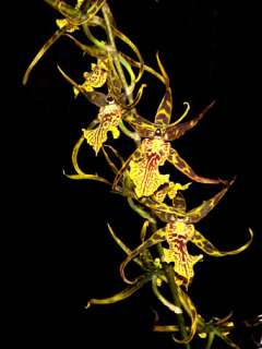 Banfieldara Gilded Tower orchid Near Blooming Size  