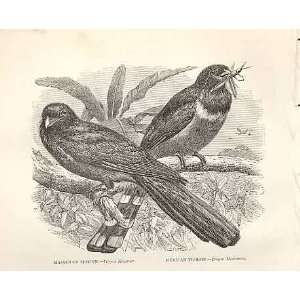  MassenaS Trogon, Mexican Trogon Birds 1862