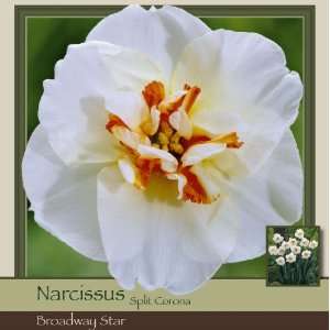  Narcissus Broadway Star Patio, Lawn & Garden
