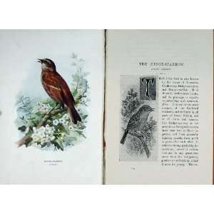  Hedge Sparrow 1901 Swaysland Wild Birds Thorburn