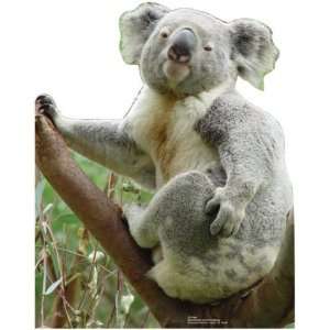  Koala Bear (1 per package) Toys & Games