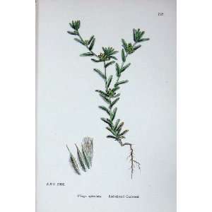  Sowerby Plants C1902 Red Tipped Cudweed Filago Colour 
