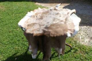 Whitetail deer hide hair on super soft leather tan buck  