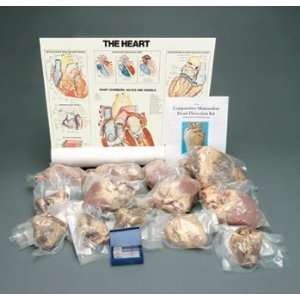  Comparative Mammalian Heart Dissection Kit Industrial 