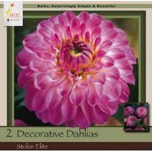   Decorative Dahlia Stolze Elite Pack of 2 Bulbs Patio, Lawn & Garden