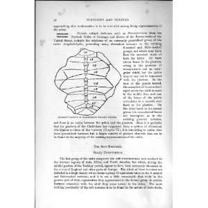  NATURAL HISTORY 1896 CARAPACE WIDE SHIELDED TORTOISE