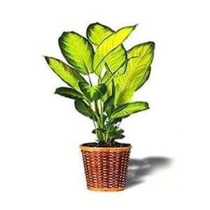  Dieffenbachia   Large Baby