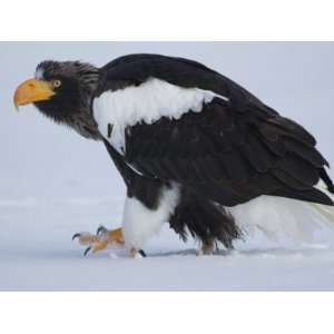 Stellers Sea Eagle Walking over Snow, Kuril Lake, Kamchatka, Far East 