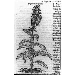  Illustrations,plants,Digitalis purpurea,Foxglove,1616 