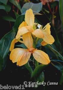 TROPICAL SERIES CANNA SEED TROPICAL YELLOW  10 Fresh Seeds  