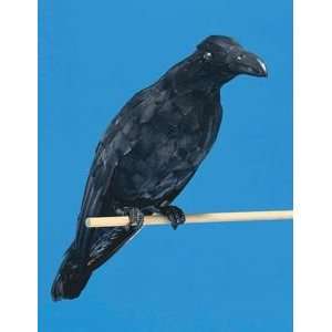  Realistic Raven Halloween Prop
