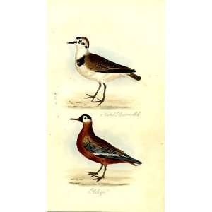  Plover & Phalope Feathered Tribes 1841 Mudie Birds