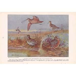  Upland Plover Long billed Curlew   Allan Brooks Vintage Bird Print