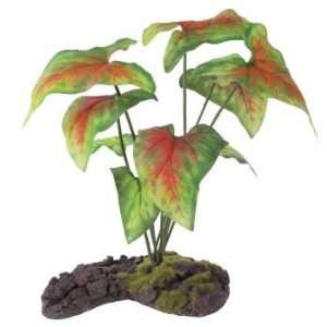  R Zilla Fancy Leaf Caladium 8
