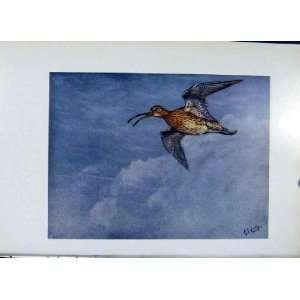  European Curlew Colored Old Print Fine Art Bird Duck