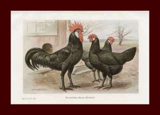 Chickens, Single Comb Black Minorcas, Megargee, vintage color print 