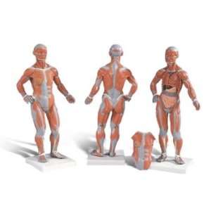 3B Scientific B59 2 Parts One Fourth of Life Size Muscle Figure Model 
