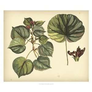   Mangrove Tree   Poster by Sir Hans Sloane (26x22)