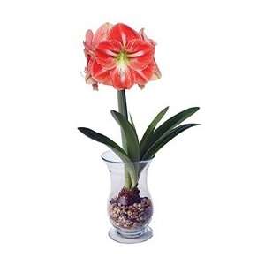 Amaryllis Flair, 1 bulb, a 11 1/2 hurricane vase, and 