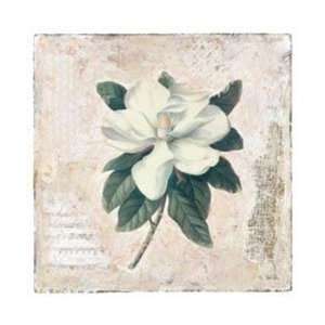  Starlie Sokol Hohne Magnolia 6x6 Poster Print