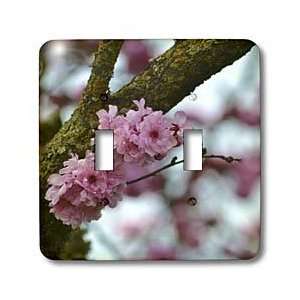 com Patricia Sanders Flowers   Beauty of Spring  Pink Flowering Tree 