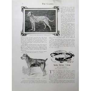  1902 Dogs Blue Pomeranains Skye Terrier Welsh Dalmatian 