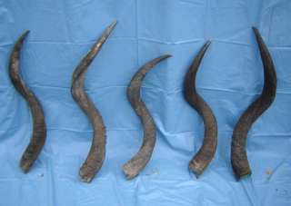 pc Natural African Kudu horns make shofars # KF 122  