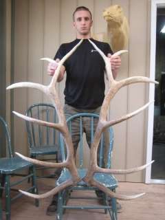 6x6 ELK SHED ANTLERS deer mule whitetail mount rack mount taxidermy 