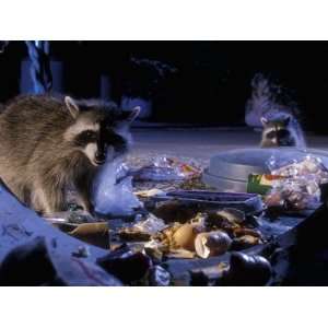 Raccoons (Procyon Lotor) Raiding an Urban Garbage Can in Portland 