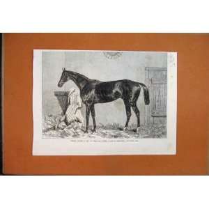  1867 Vauban Winner 2000 Guineas Stakes Newmarket Print 