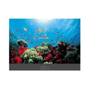  Aquarium Poster Print