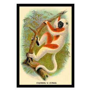  Coquerels Sifaka by G.r. Waterhouse, 24x32