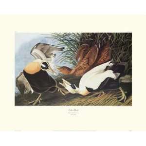 Eider Duck   Poster by John James Audubon (30 x 23)
