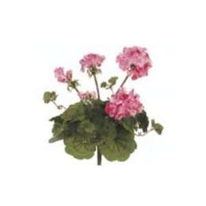  Allstate FBG173 PK 15 in. Pink Geranium Bush X5  Case of 