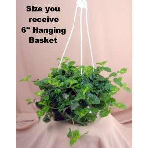  Creeping Charlie 6 Hanging Basket   Pilea   Easy to Grow 