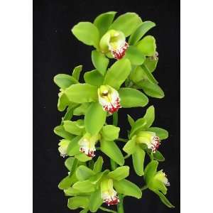   Green Giant orchid seedling  Grocery & Gourmet Food