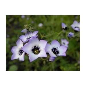   Eyes (Gilia Tricolor) Seed   1oz Seed Packet Patio, Lawn & Garden