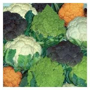  Colored Cauliflower Collection ** 5 Varieties ** Patio 