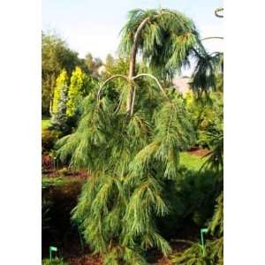  Weeping White Pine 2   Year Graft Patio, Lawn & Garden