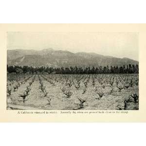   Wine Grapes Vine Field Landscape   Original Halftone Print Home