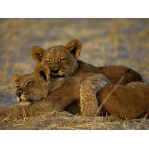  Two Lion Cubs Snuggle Together on the Ground National 