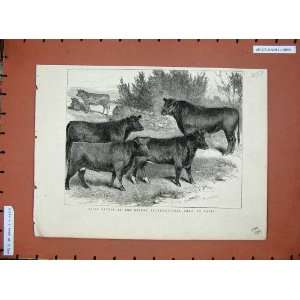  1879 Prize Cattle International Show Paris France Print 