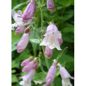 500 CALICO BEARDTONGUE (Smooth Beardtongue / Eastern Beardtongue 