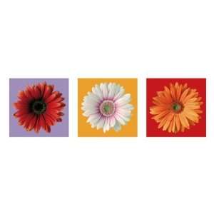  Daisies Three Flowers Color Photography Poster Everything 