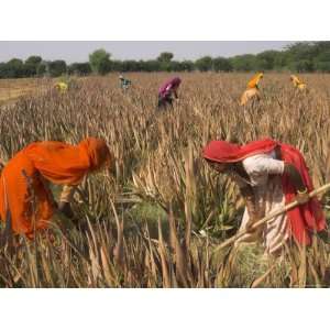  Women in Colourful Saris in a Field of Aloe Vera Preparing 