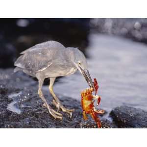  Heron, Preying on Sally Lightfoot Crab, Fernandina Island, Galapagos 
