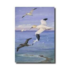 Gannets Fly Above North America Giclee Print 