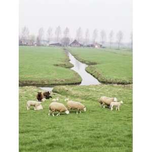  Sheep and Farms on Reclaimed Polder Lands Around Amsterdam 