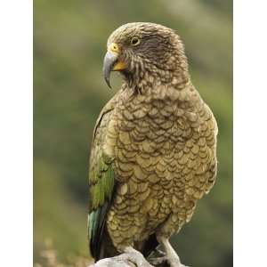  Kea (Nestor Notabilis), Arthurs Pass, Canterbury High 