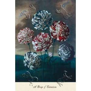  Group of Carnations, A by unknown. Size 17.75 X 26.50 Art 